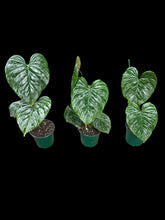 Philodendron Majestic