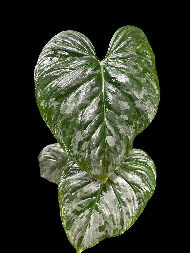 Philodendron Majestic