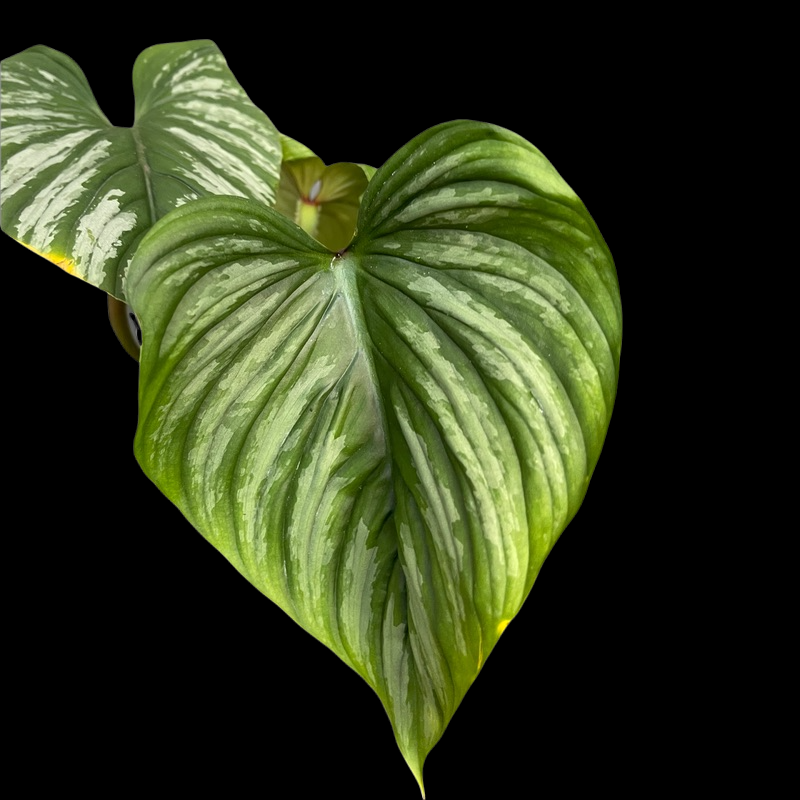 Philodendron Mamei Silver Cloud - Thumbnail 2