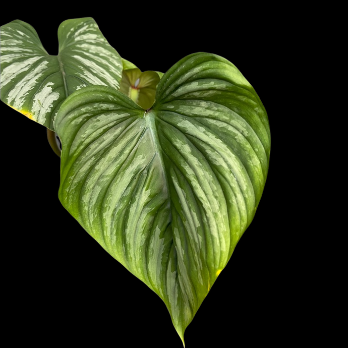 Philodendron Mamei 