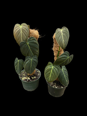 Philodendron Melanochrysum