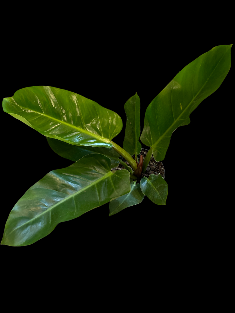 Philodendron Melinonii