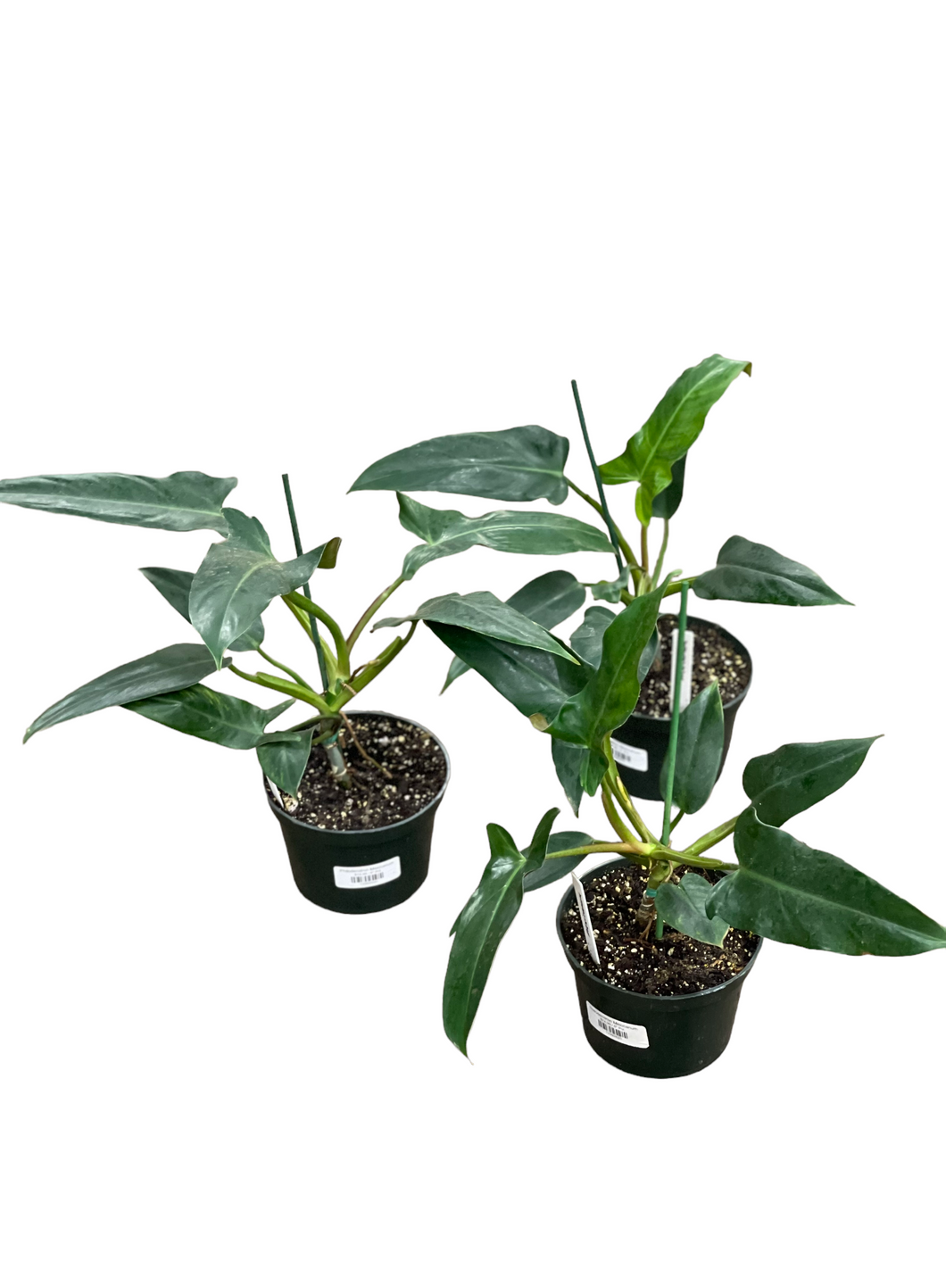 philodendron mexicanum for sale Philodendron Mexicanum – Jordan's Jungle