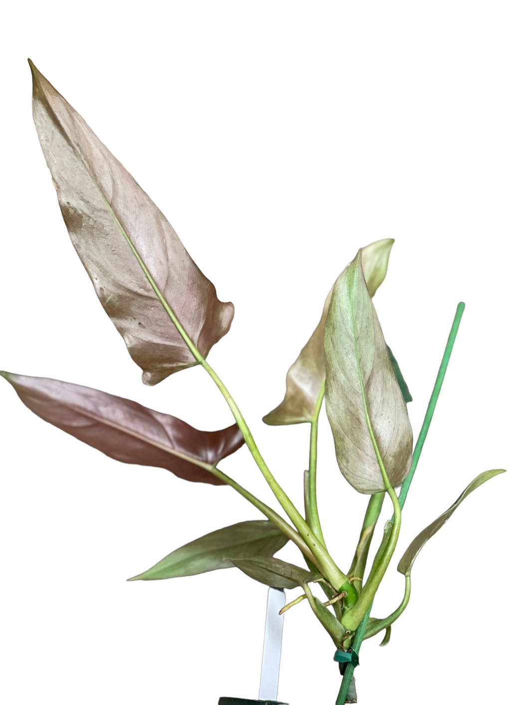 philodendron mexicanum plant Philodendron Mexicanum – Jordan's Jungle