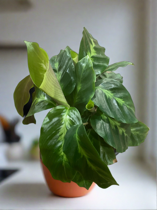 Goeppertia louisae 'Misto' (Calathea)