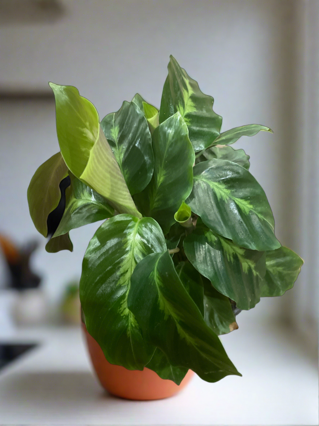 Calathea Misto