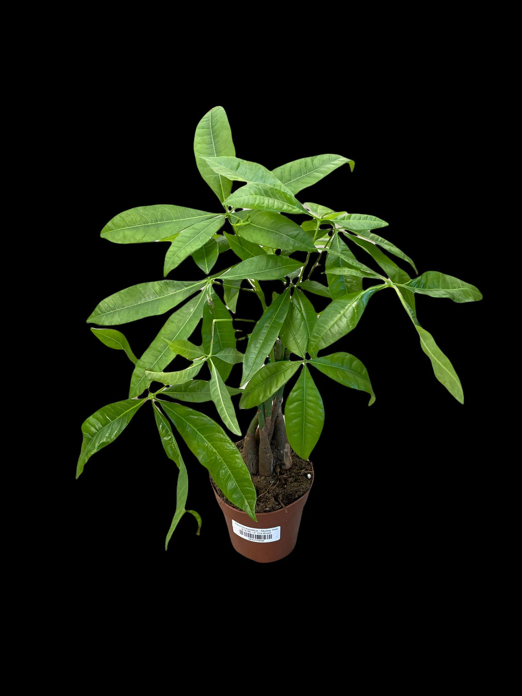 Pachira Aquatica - Money Tree