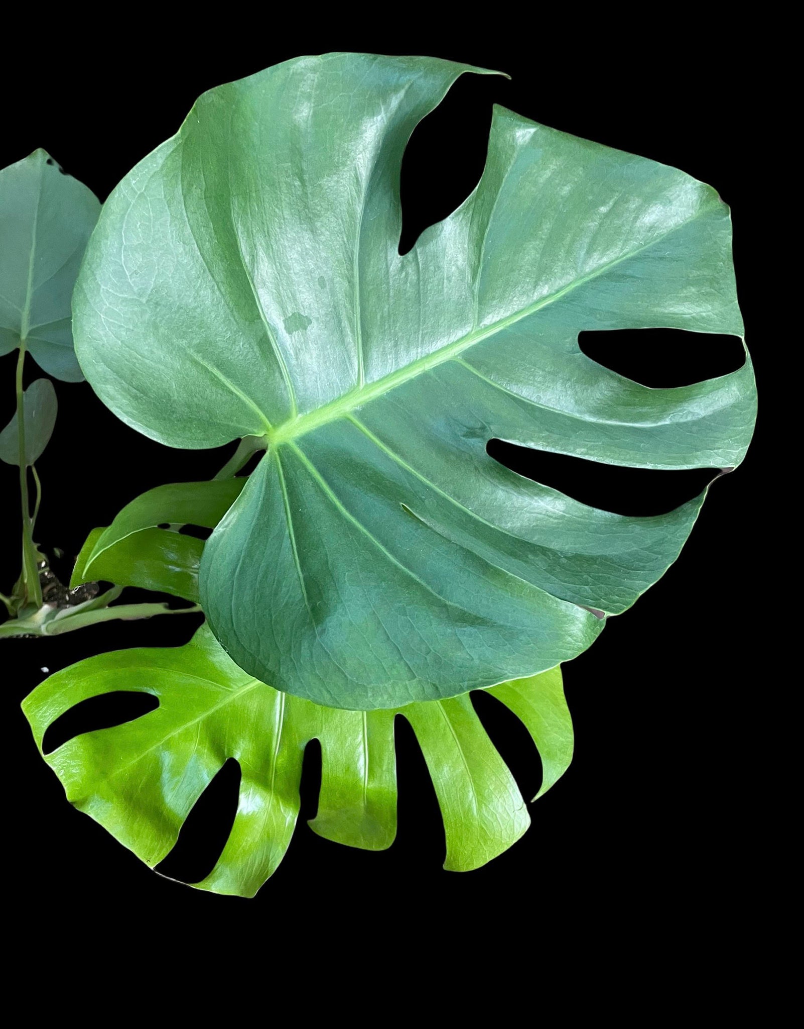 Monstera Deliciosa - Thumbnail 2