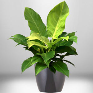 large philodendron moonlight Philodendron Moonlight - Live Plant in a 4 Inch Growers Pot - Philodendron 'Moonlight'