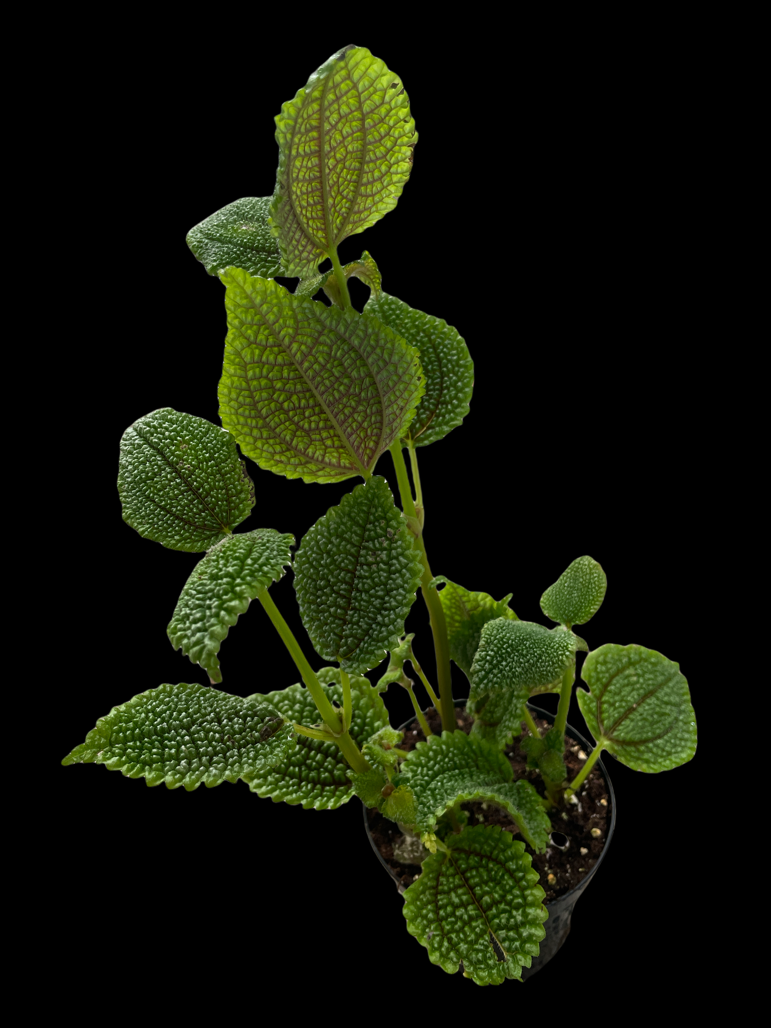 Pilea Mollis