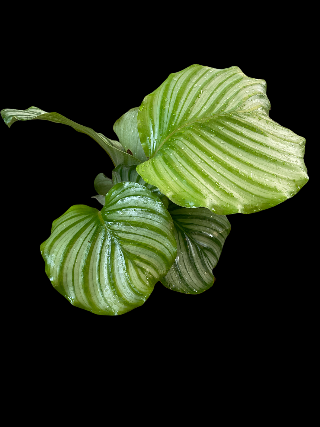 Calathea Orbifolia