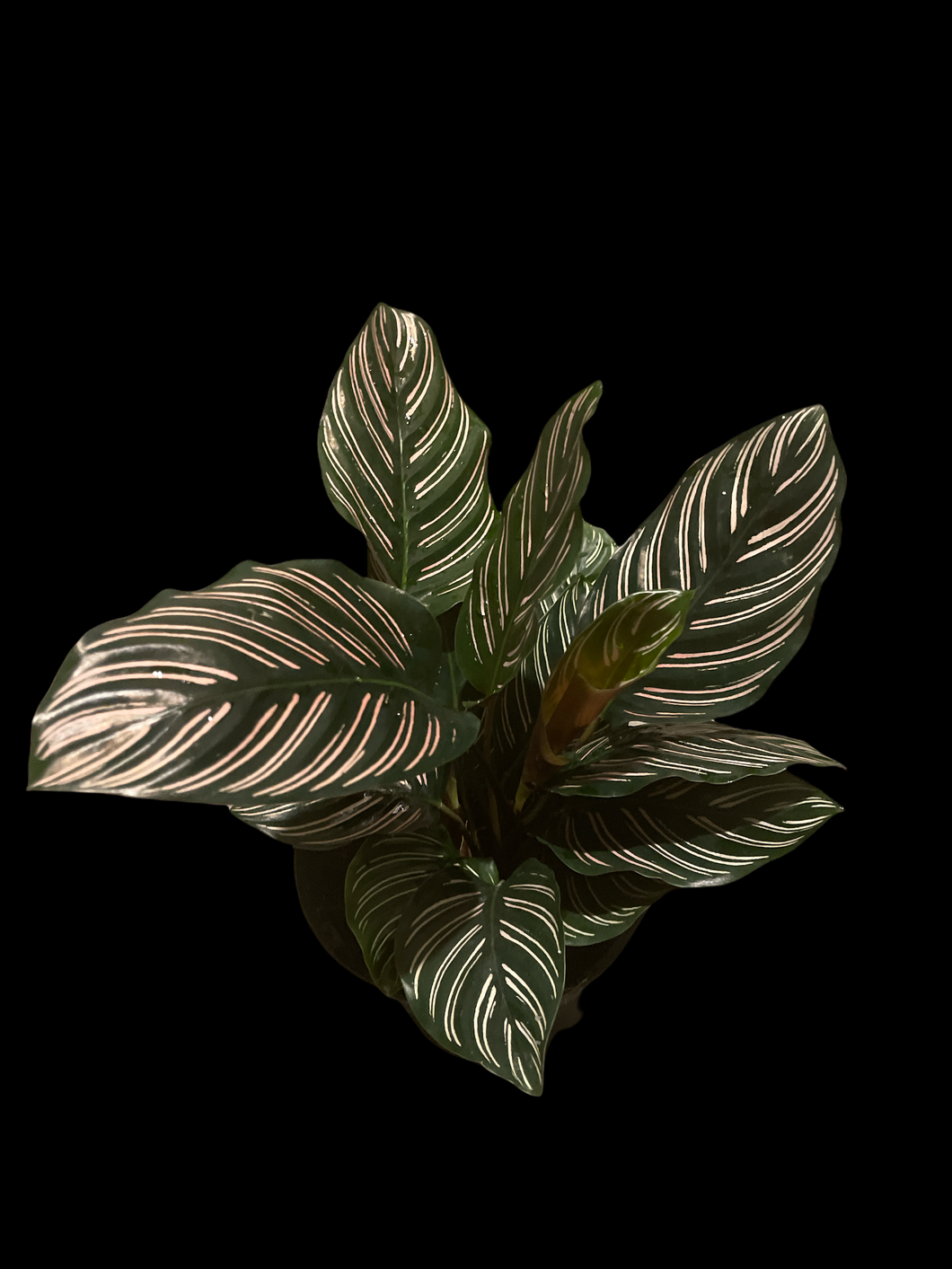 Calathea Ornata 'Pinstripe'