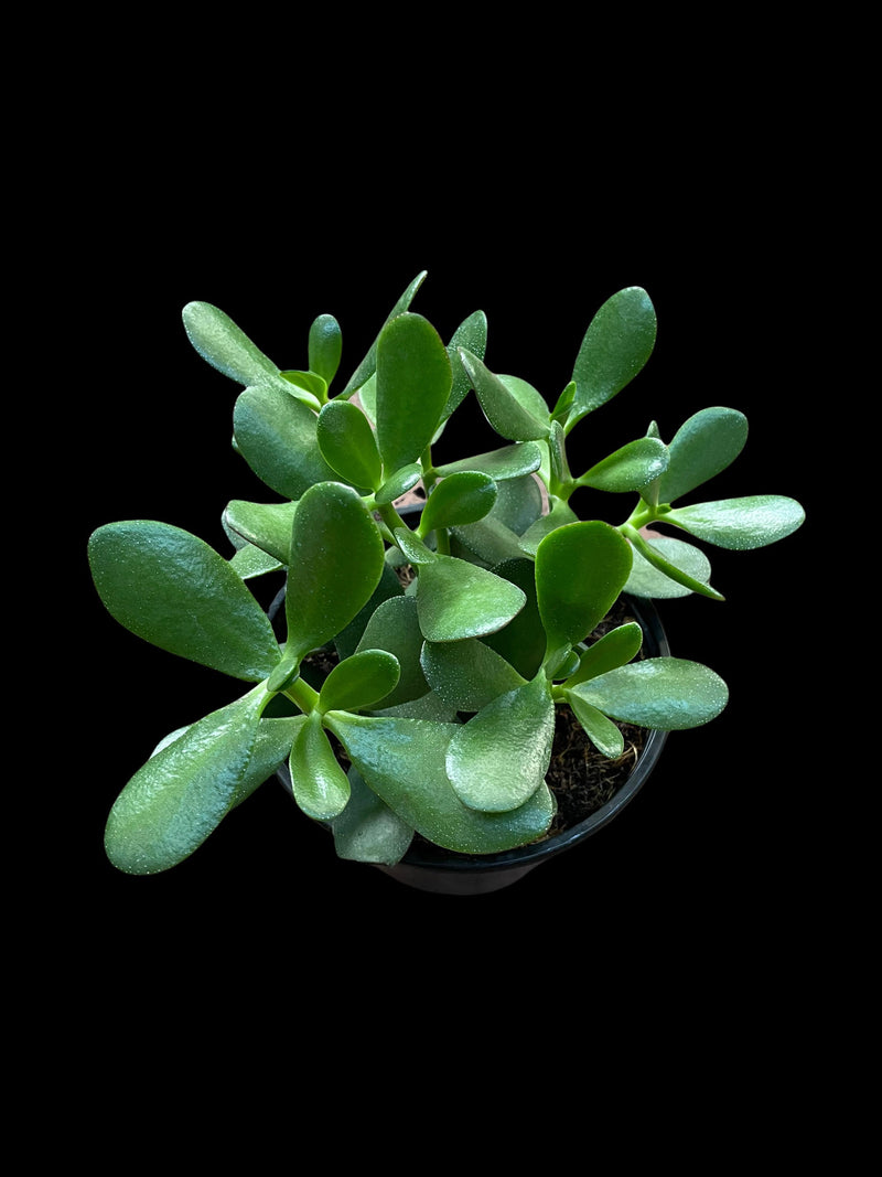 jade plant other names Crassula Ovata 'Jade Tree' – Jordan's Jungle