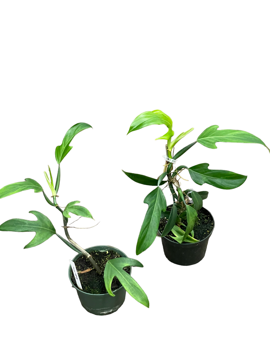 philodendron panduriforme hybrid Philodendron Panduriforme