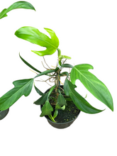 Philodendron Panduriforme