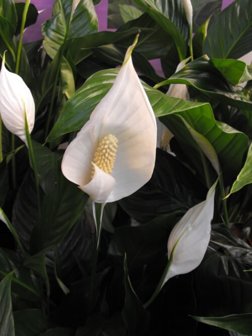 spathiphyllum domino peace lily Variegated Spathiphyllum 'Domino' | Rare Ruffled Peace Lily