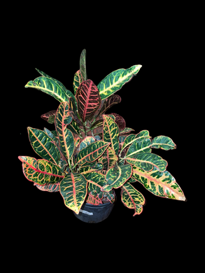 Croton 'Petra'