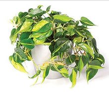 Philodendron Brasil