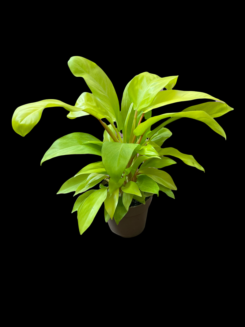 philodendron upright lemon lime Philodendron 'Lemon Lime' – Jordan's Jungle