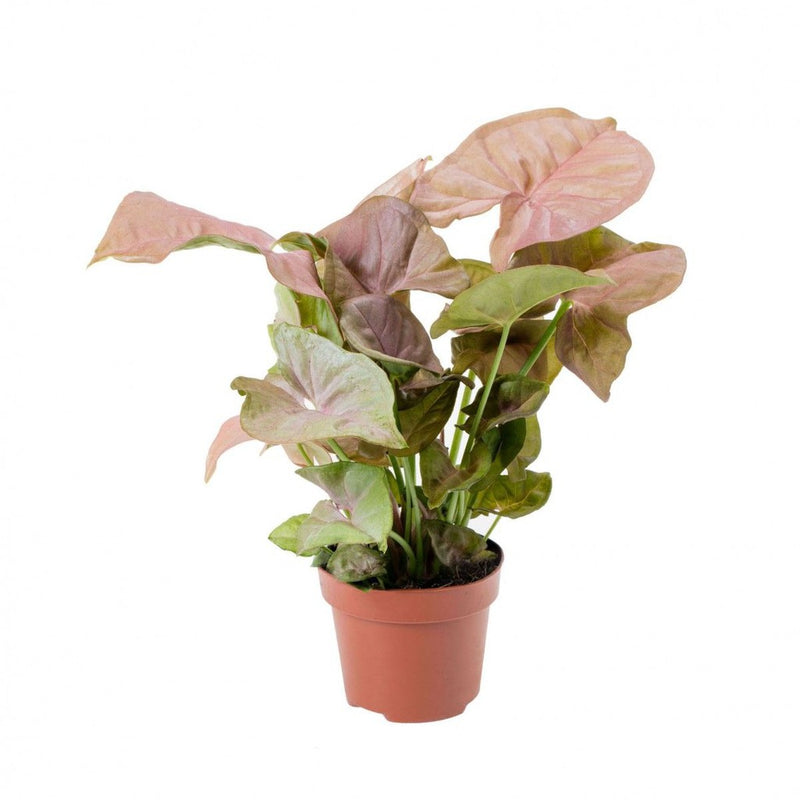 Syngonium &