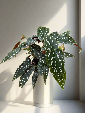 Begonia maculata wightii 'Polka Dot'