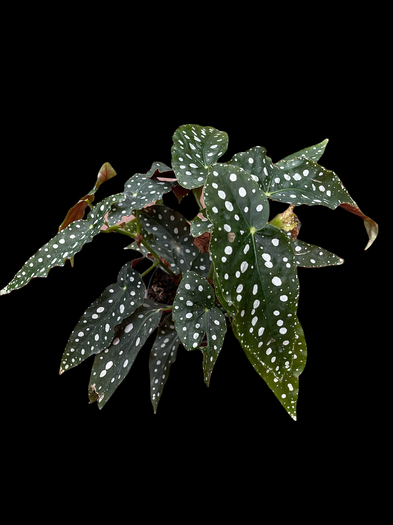 Begonia Maculata Wightii &