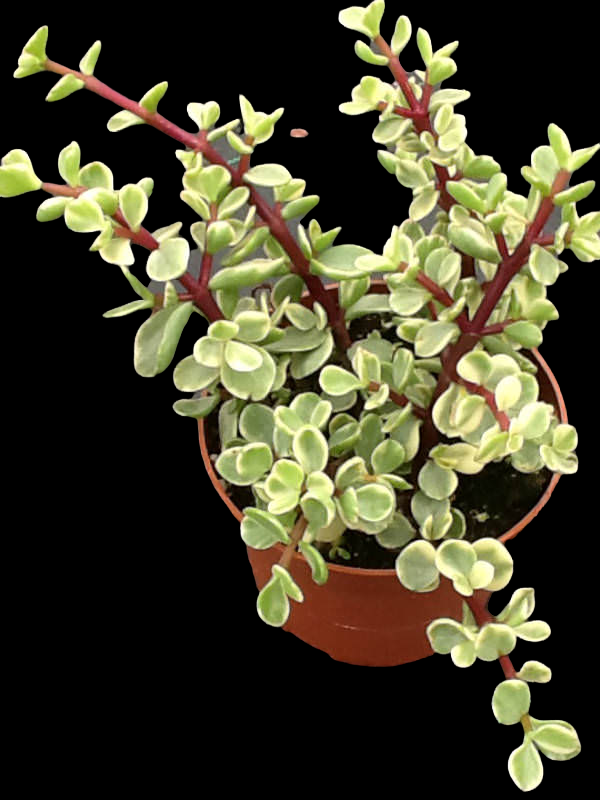 Portulacaria afra variegata