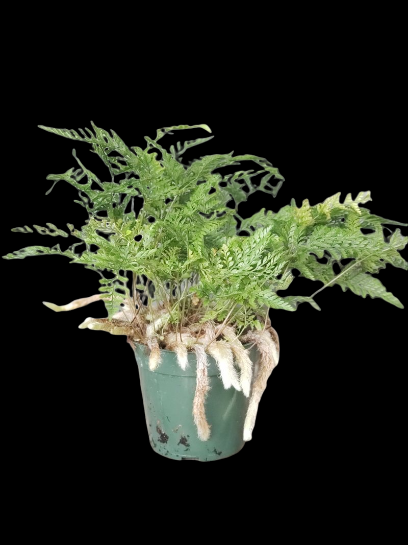 Fern - Rabbit's Foot - Thumbnail 2