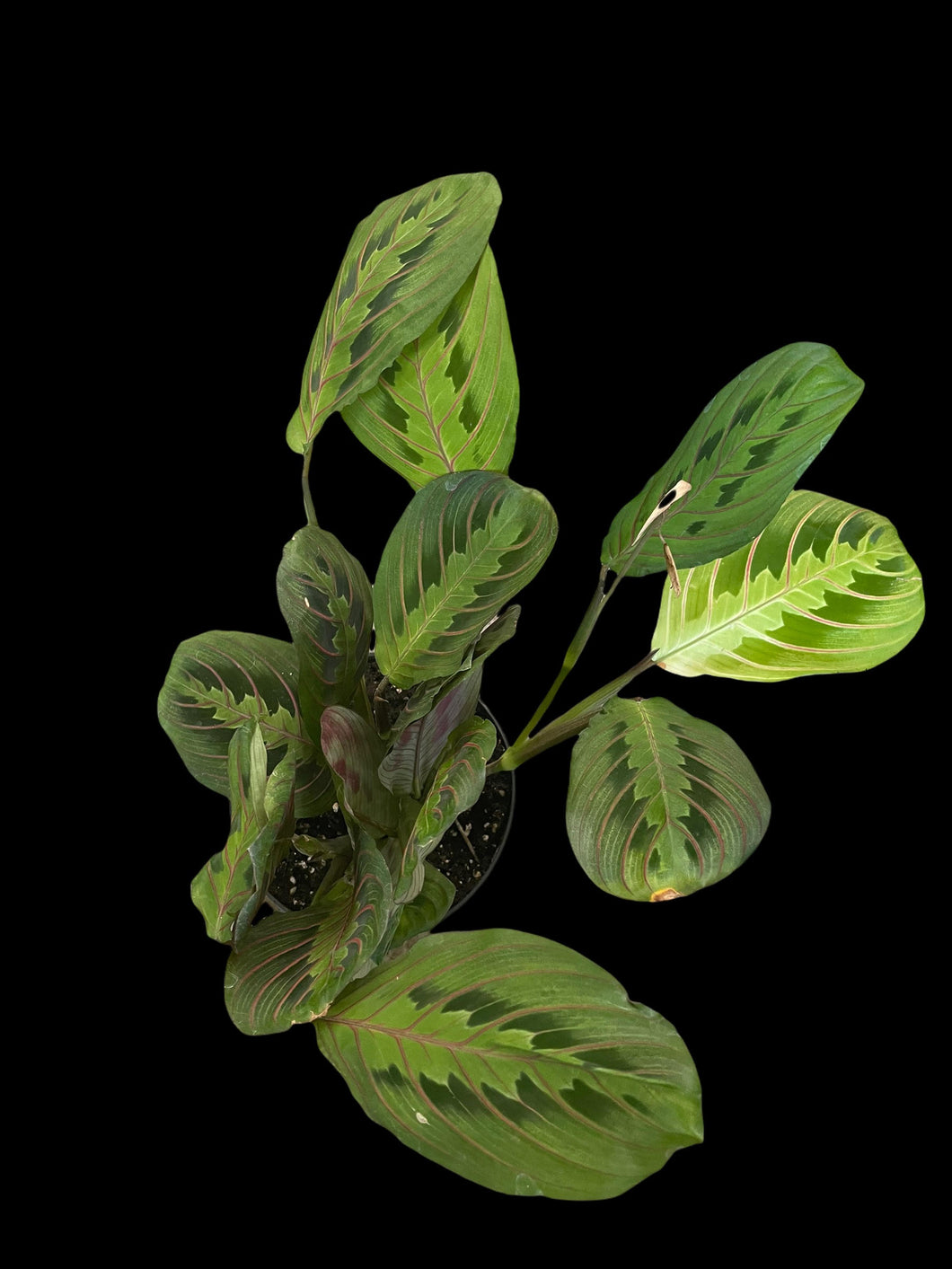 Maranta leuconeura (Red) 