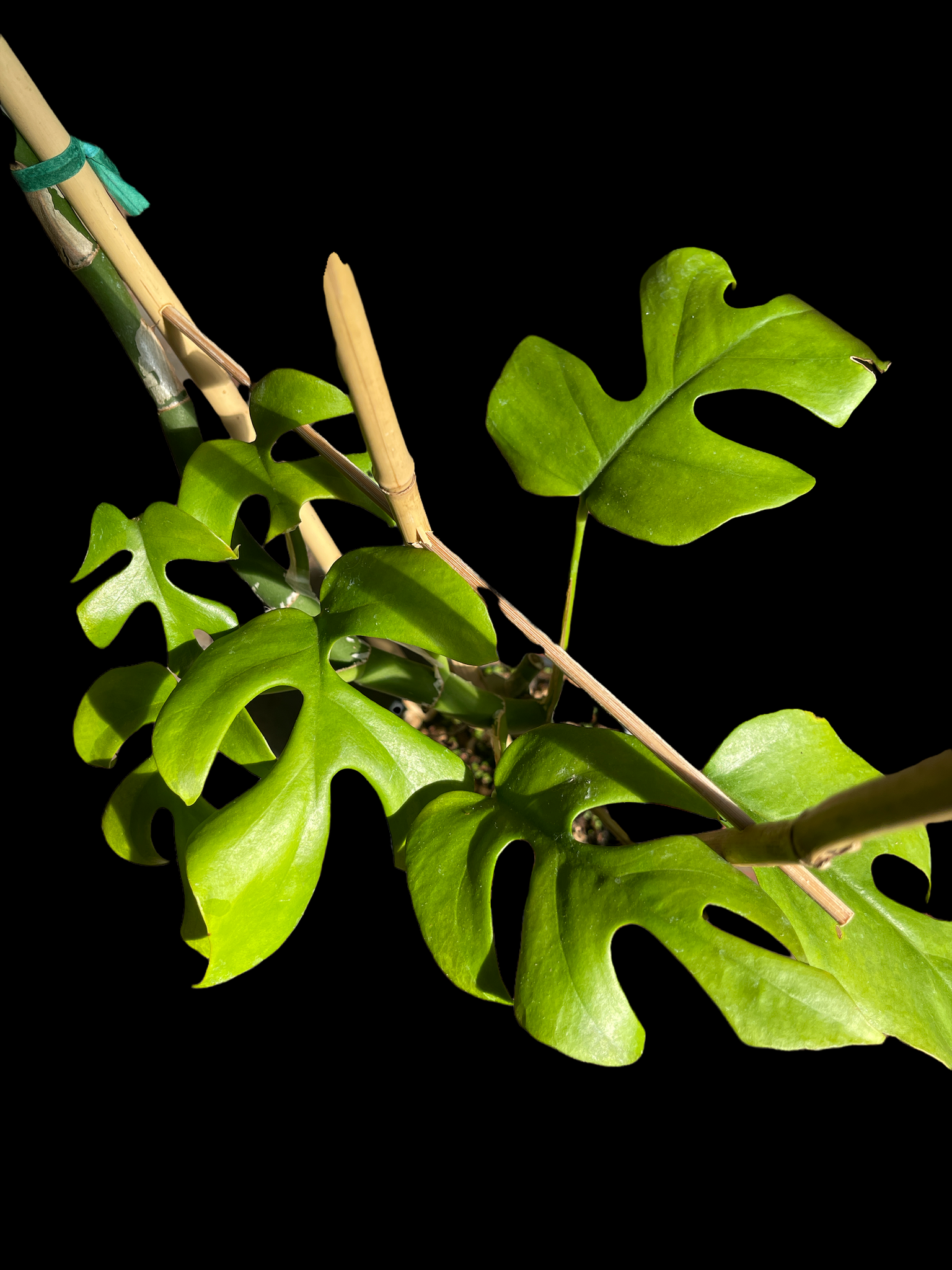 Rhaphidophora Tetrasperma - Thumbnail 2