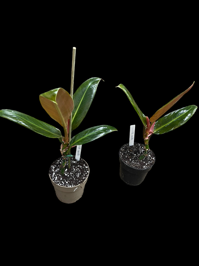 Philodendron Ruizii (Aff Bicolor)