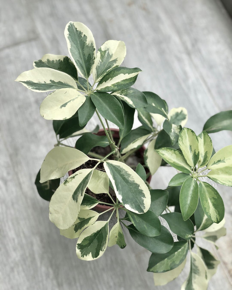 schefflera arboricola cochonilha Schefflera Arboricola Variegata