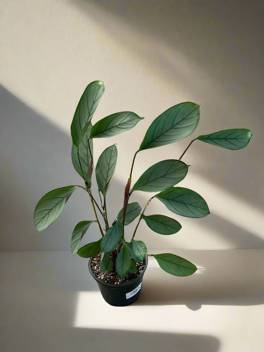 grey star prayer plant Ctenanthe setosa 'Grey Star' (Calathea)