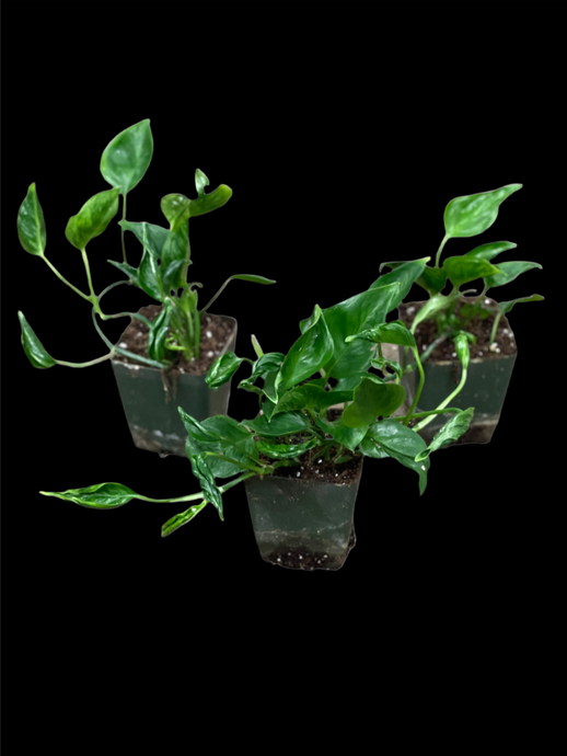 Epipremnum Aureum 'Shangri La'