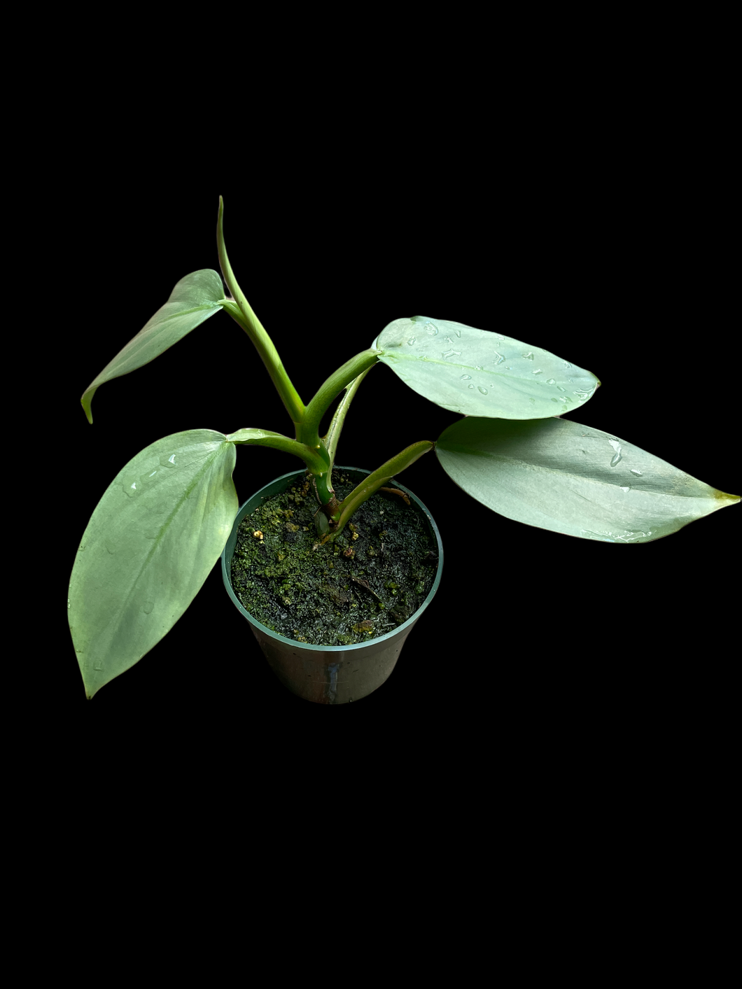 philodendron hastatum silver & Philodendron Hastatum 'Silver Sword' – Jordan's Jungle