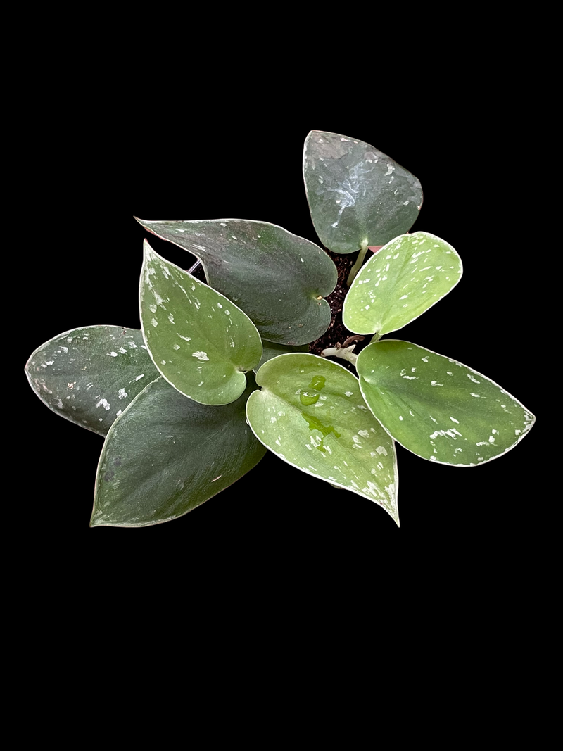 Scindapsus Pictus "Silvery Anne"