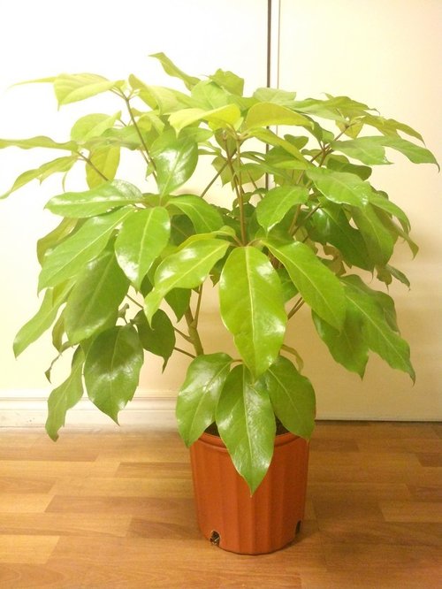 Schefflera Amate Soleil