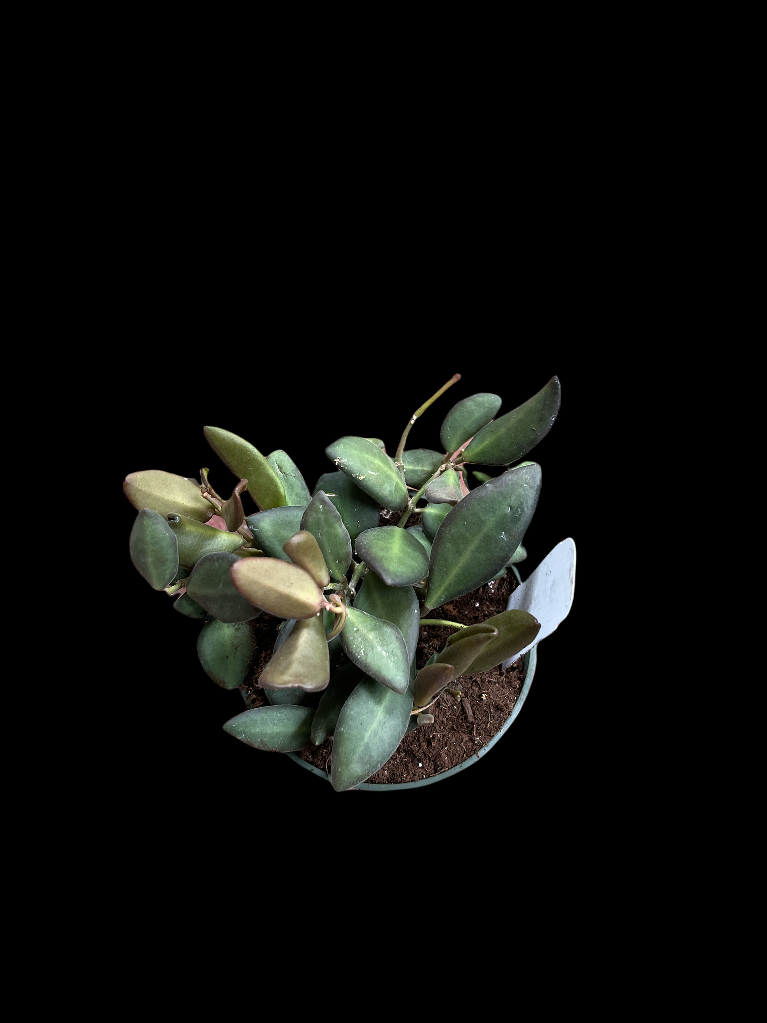 Hoya sp. aff burtoniae - Thumbnail 2