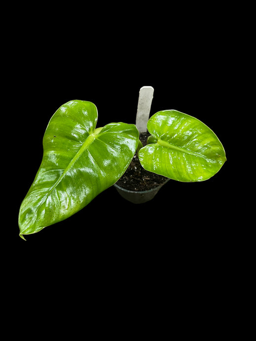 Philodendron Sparreorum