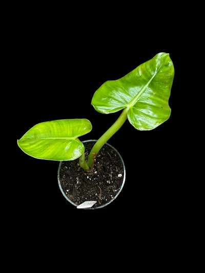 Philodendron Sparreorum