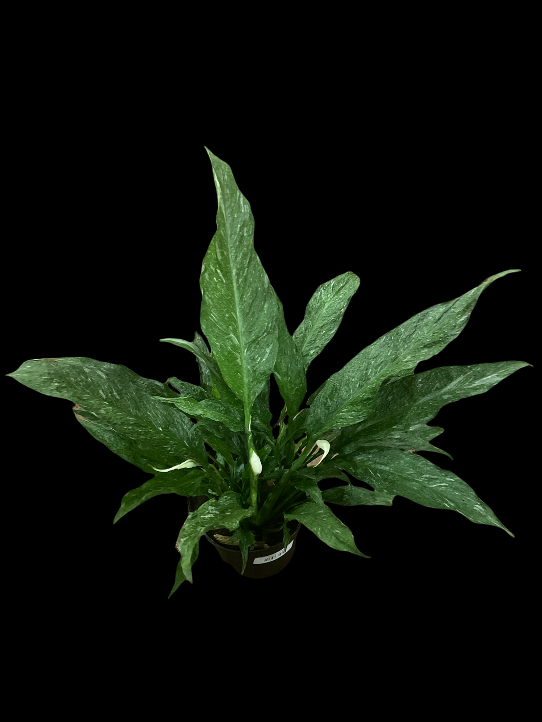 peace lily domino Variegated Spathiphyllum 'Domino' | Rare Ruffled Peace Lily