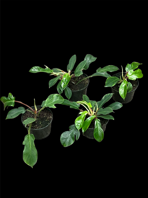 Philodendron Squamiferum