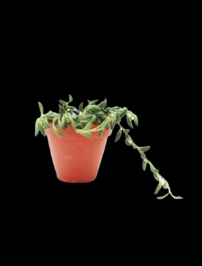 banana plant indoor succulent Senecio Radicans 'String of Bananas' – Jordan's Jungle