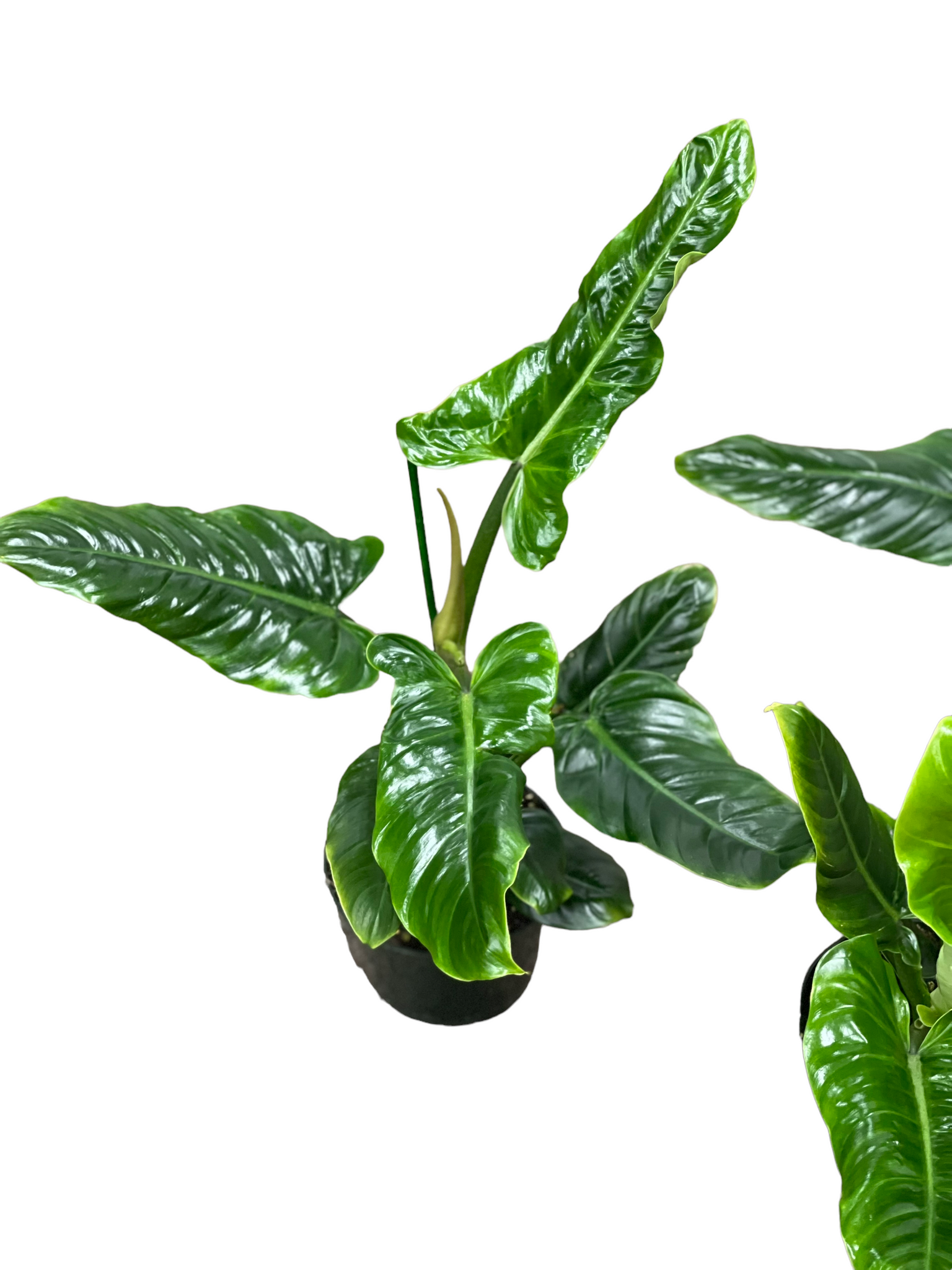 Philodendron Subhastatum - Thumbnail 2