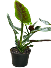 Philodendron Subhastatum