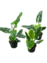 Philodendron Subhastatum