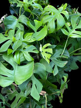 Rhaphidophora Tetrasperma