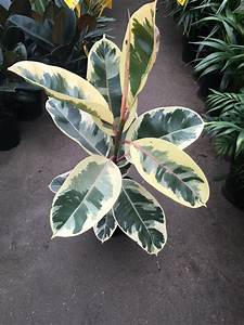 Ficus Elastica - Tineke