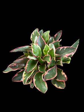 Peperomia clusiifolia (Ginny)