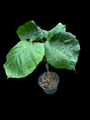 Ficus Umbellata